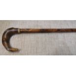Walking cane with unusual horn handle
