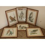 After Nancy Wilkes set of five hand coloured prints depicting birds of prey