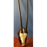 Pair of mounted Gazelle skull & antler head mounts on wooden shields