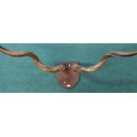 Large pair of mounted kudu horns on oak shield