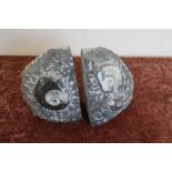 Pair of fossil book ends