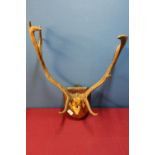 Pair of Fallow deer antlers mounted on oak shield