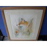 Framed and mounted watercolour of foxes indistinctly signed and dated lower right (63cm x 73cm)