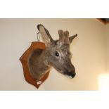 Taxidermy study of a young deer head mount on oak shield