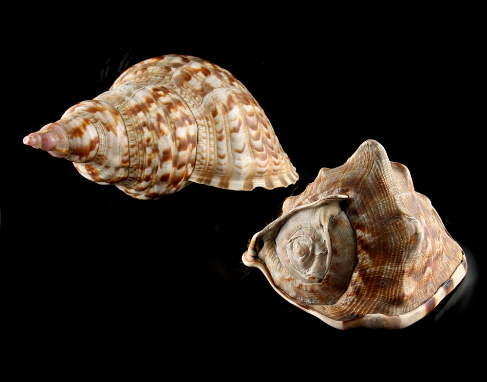Property of a lady - two large seashells, the larger 11.8ins. (30cms.) long (2) (see illustration).