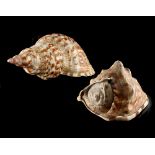 Property of a lady - two large seashells, the larger 11.8ins. (30cms.) long (2) (see illustration).