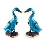 Property of a gentleman - a pair of Chinese turquoise, manganese & ochre glazed models of ducks,