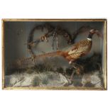 Property of a gentleman - a taxidermy pheasant in naturalistically dressed case, 34.25ins. (