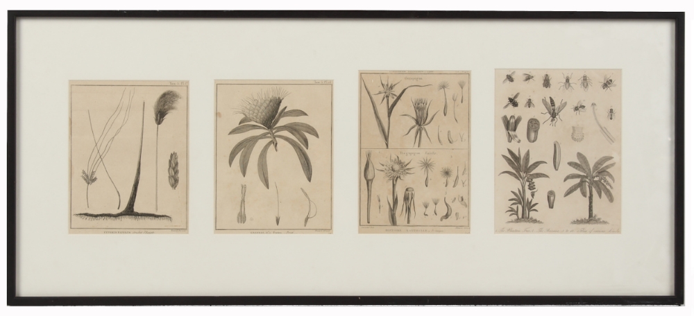 Property of a lady - four monochrome botanical prints, in single glazed frame (see illustration).