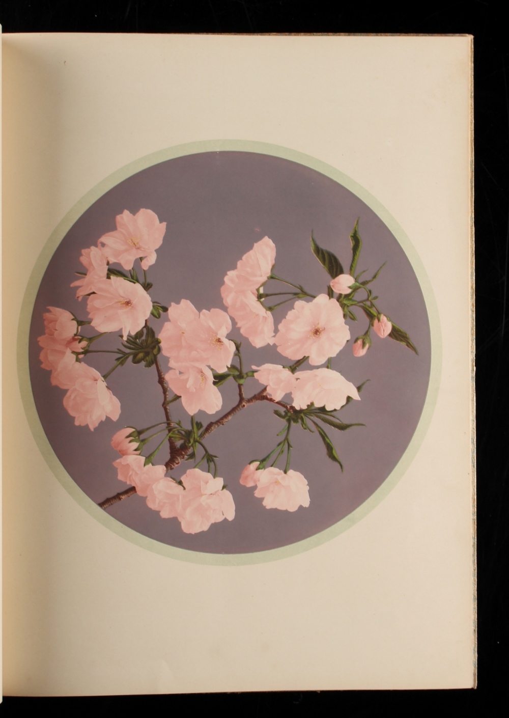 Property of a gentleman - OGAWA, Kazumasa - 'Some Japanese Flowers' - Tokio, nd. (1895), complete - Image 2 of 3