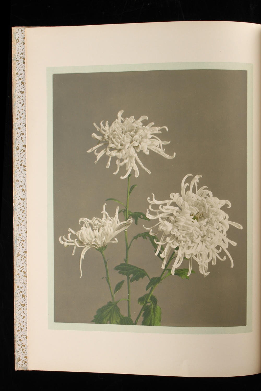 Property of a gentleman - OGAWA, Kazumasa - 'Some Japanese Flowers' - Tokio, nd. (1895), complete - Image 3 of 3