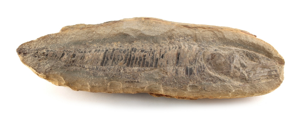Property of a lady - a fossilised fish, 15.3ins. (39cms.) long.