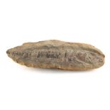 Property of a lady - a fossilised fish, 15.3ins. (39cms.) long.