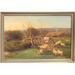 Property of a lady - William Henderson (1844-1904) - SHEEP IN PASTURE - oil on canvas, 20 by