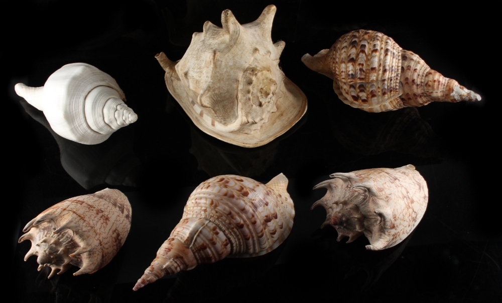 Property of a deceased estate - six large seashells, the largest approximately 12.6ins. (32cms.)