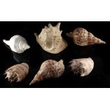 Property of a deceased estate - six large seashells, the largest approximately 12.6ins. (32cms.)