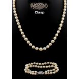 Property of a lady - a pearl single strand necklace, the largest of the graduated pearls