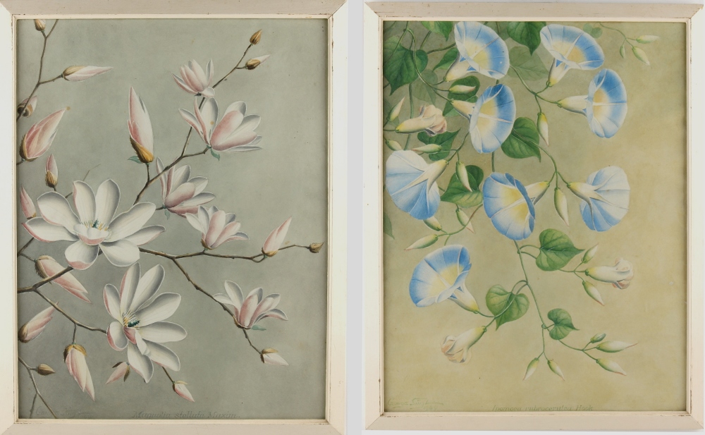 Property of a lady - Thakar Ganga Singh (Indian, 1895-1970) - 'IPOMOEA RUBROCERULEA HOOK' and '