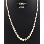 Property of a lady - a cultured pearl single row necklace, the largest of the graduated pearls