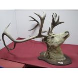 Taxidermy. Stags Head circa early XX Century , with many points to antlers, on oak shield shape