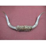 A Pair of Cow Horns, with fur wrap to centre 90cm wide.