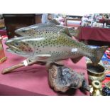 B Berry, A carved and painted Rainbow Trout, mounted on a piece of rootwood, together with a similar