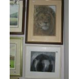 Nigel Beever (Sheffield Artist), Lion study, pastel drawing, monogrammed and dated '02'. 40.5 x