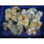 A Selection of "Steiff" Miniature Dogs, of various Sizes. (8)