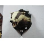 Taxidermy Badgers Head, mounted on a shield.