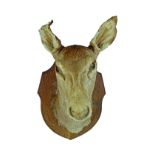 TAXIDERMY: DEER'S HEAD MOUNTED ON A SHIELD