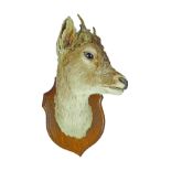 TAXIDERMY: DEER'S HEAD