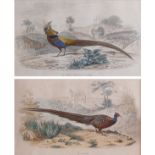 PAIR OF ORNITHOLOGICAL PRINTS