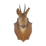 TAXIDERMY: DEER'S HEAD