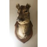 TAXIDERMY: DEER'S HEAD