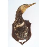 TAXIDERMY: MOUNTED CORMARAN