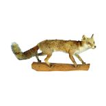 TAXIDERMY: FOX MOUNTED ON A WOODEN BASE