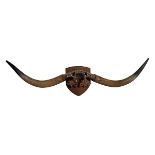 TAXIDERMY: PAIR OF MOUNTED BUFFALO HORNS