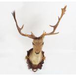 TAXIDERMY: DEER TROPHY