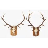 TAXIDERMY: TWO PAIRS OF DEER ANTLERS