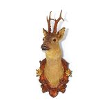 TAXIDERMY: DEER TROPHY