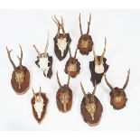 TAXIDERMY: COLLECTION OF 10 MOUNTED DEER ANTLERS