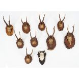 TAXIDERMY: COLLECTION OF 10 MOUNTED DEER ANTLERS