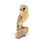 TAXIDERMY : OWL