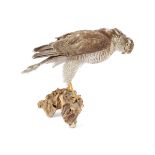 TAXIDERMY: PEREGRINE