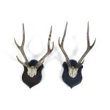 TAXIDERMY: TWO PAIRS OF DEER ANTLERS