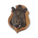 TAXIDERMY: WILD BOARS HEAD