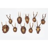 TAXIDERMY: COLLECTION OF 10 MOUNTED DEER ANTLERS