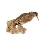 TAXIDERMY : SNIPE