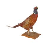 TAXIDERMY: PHEASANT