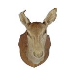 TAXIDERMY: DEER'S HEAD